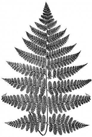 Fern 1